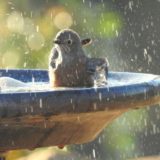 鳥が公園の水飲み場で水浴びしてる写真