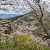 吉野山の桜