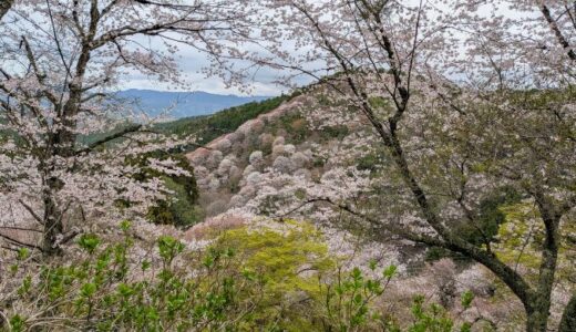 吉野山の桜