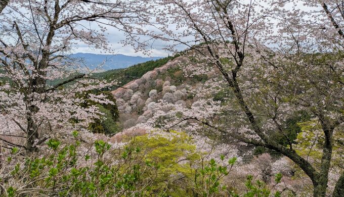 吉野山の桜