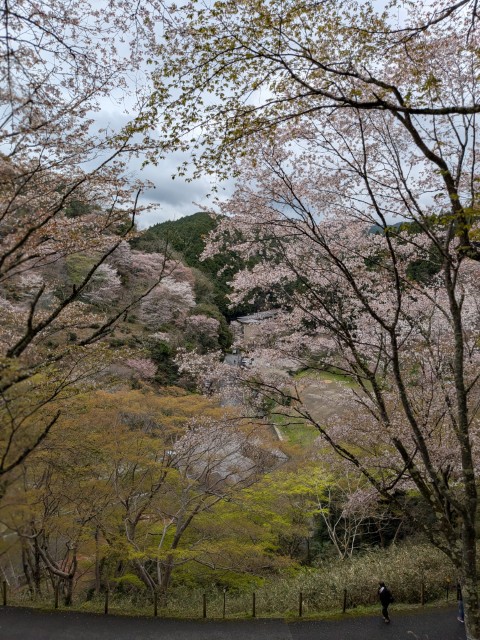 吉野山の桜の風景